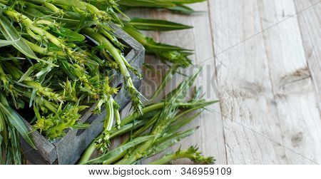 Fresh Raw Italian Chicory (puntarelle) From A Local Farmers Market