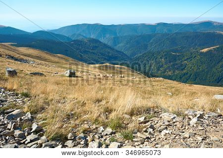 Sheeps Graze On Alpine Plateau In The Carpathian Mountains, Romania. View Of Transalpina Tourist Hig