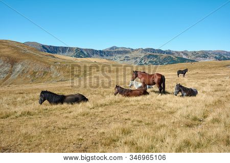 Horses On Alpine Plateau In The Carpathian Mountains, Romania. View Of Transalpina Tourist Highway A