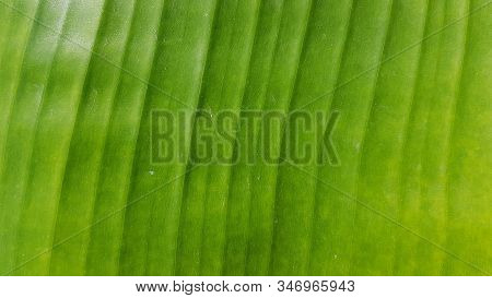 Closeup Of Fresh Green Palm Leaf With Ribbed Textured Surface. Vertical Leaf Veins On Foliage. All G