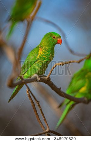 One Of Three Green And Yellow Scaly-breasted Lorikeets With Red Eyes And A Beak Perching On A Branch