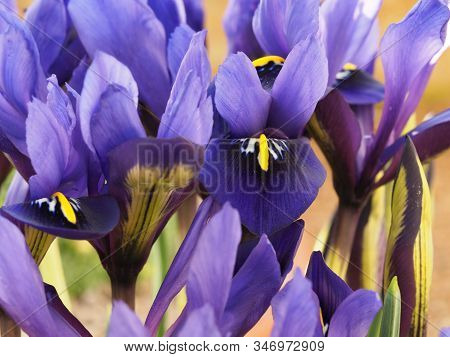Closeup Of Beautiful Miniature Purple Iris Flowers, Iris Histrioides Variety Palm Springs