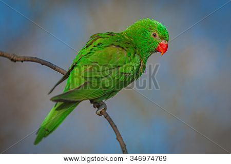 Green And Yellow Scaly-breasted Lorikeet With Red Eyes And A Beak Perching On A Twig On A Sunny Day.