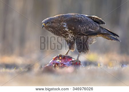 European Common Buzzard (buteo Buteo) Eating Fresh Caught Prey In Kiskunsagi National Park, Pusztasz