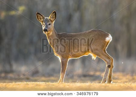 Roe Deer (capreolus Capreolus) Looking At Camera On Clearing In Kiskunsagi National Park, Pusztaszer