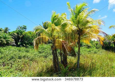 Close Up Of Tropical Forest, Jungle In Praia Do Forte, Brazil. Forest Supporting Lush Ferns And Palm