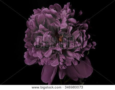 Big Bright Peony Against Black Backdrop. Art Toned Photo Ofspring Flower.