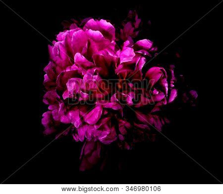 Big Bright Peony Against Black Backdrop. Art Toned Photo Ofspring Flower.