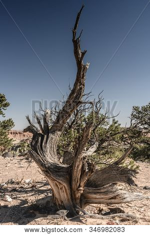 Natural Fishhook In Desert Tree On Mesa
