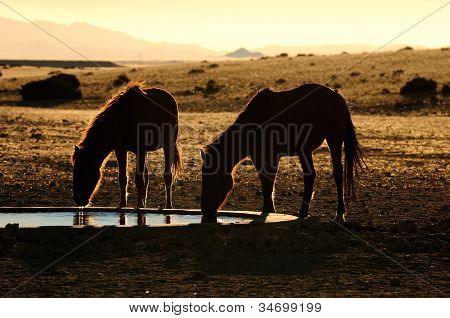 Cavalli selvaggi del Namib