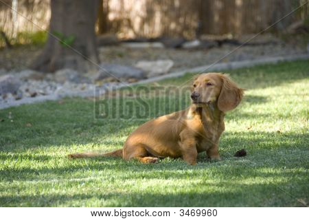 Cucciolo di bassotto