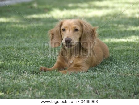 Cucciolo di bassotto