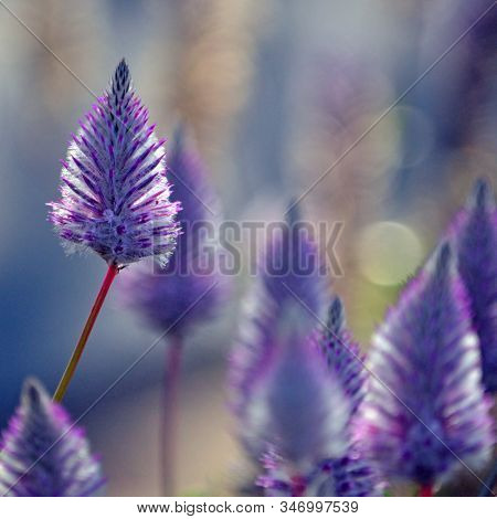 Moody Ethereal Australian Native Purple Ptilotus Exaltatus Joey Wildflowers, Family Amaranthaceae. C
