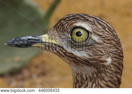 Facial Closeup Of A Wader Bird, The Cape Thick-knee, Spotted Dikkop, Spotted Thick-knee , Burhinus C