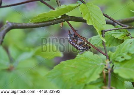 The Cockchafer, Also Maybug, Maybeetle, Doodlebug, Is A European Beetles Of The Genus Melolontha, In