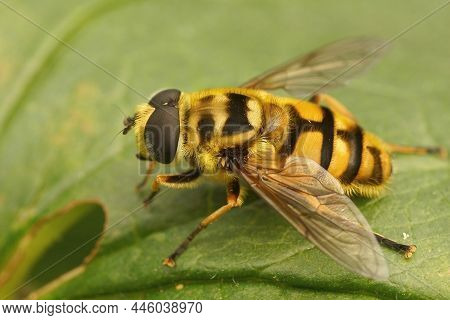 Closeup On The Batman Hover Fly, Myathropa Florea In The Garden