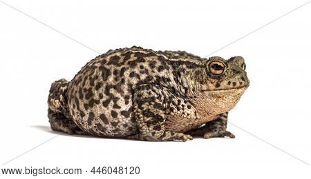 European common toad, Bufo bufo, Crapaud commun