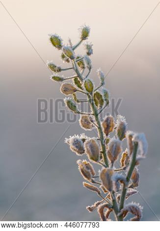 Thlaspi, Pennycress Plant Covered With Winter Hoarfrost At Sunrise Morning