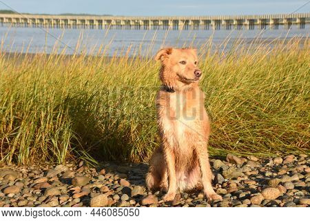Cute But Damp Little Red Duck Dog Sitting On A Rock Beach.