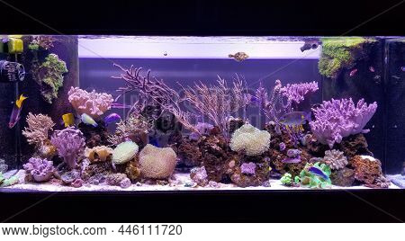 A Beautiful Saltwater Aquarium With Many Colorful Fish And Variety Of Coral Reef
