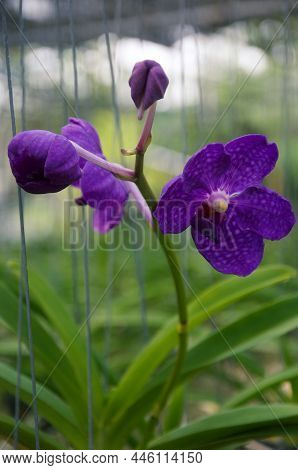 Orchid Flower In Garden At Winter Or Spring Day. Orchid Flower For Beauty And Agriculture Design. Be