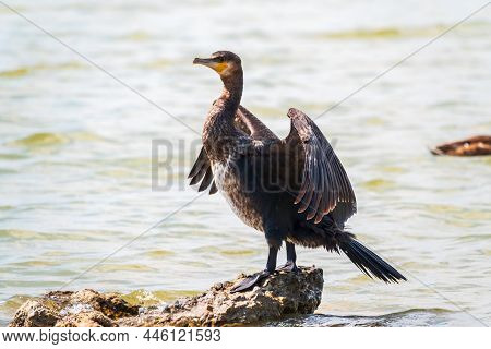 Great Cormorant, Phalacrocorax Carbo, Sits On Stone And Dries Its Wings On The Wind. The Great Cormo