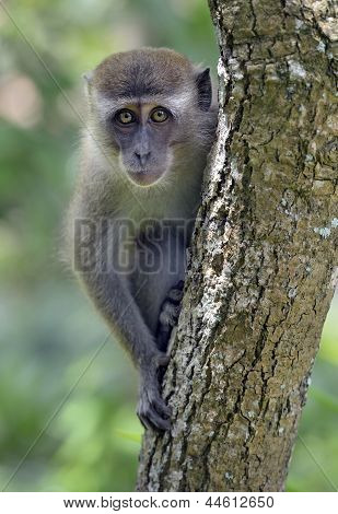 Long-tailed Makak małpa w drzewo