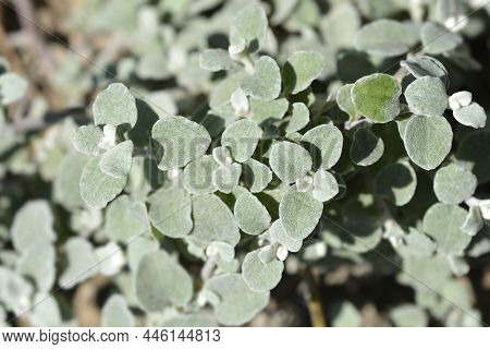 Liquorice Plant Leaves - Latin Name - Helichrysum Petiolare