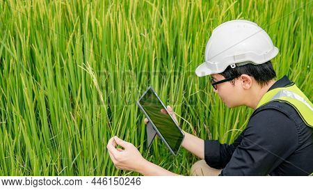 Asian Male Agronomist Or Agricultural Engineer Holding Rice Spike Inspecting Green Rice Field With D