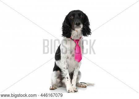springer spaniel tie