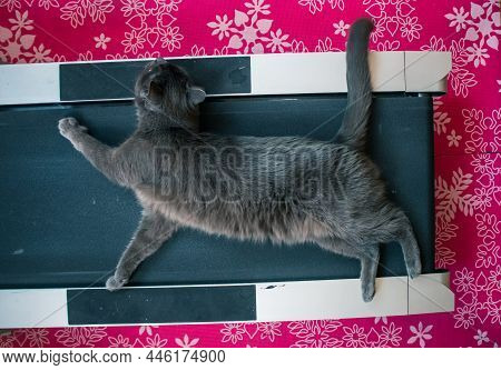 A Lazy Gray Cat Sitting On A Threadminn. Indors Cat With Sport Equipment. An Adult Russian Blue Cat.