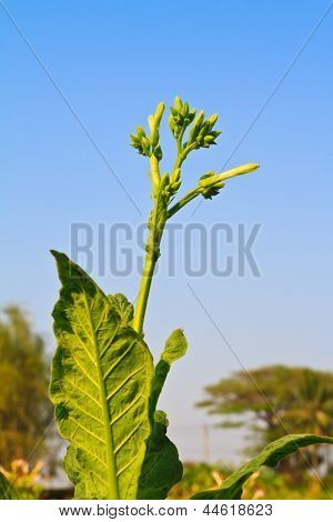Fleur de tabac dans la ferme