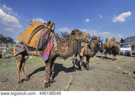 Selcuk - Izmir -turkey Camel Wrestling Held On January 16, 2022, People Coming For Wrestling Footage
