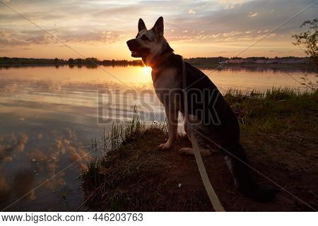 Atypical White Dog German Shepherd Near Water During Sunset In A Summer, Spring Or Autumn Day. Albin