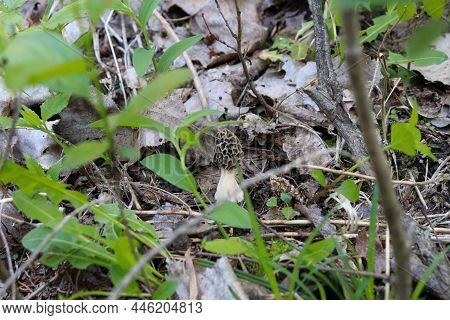 Morchella, The True Morels, Is A Genus Of Edible Sac Fungi Closely Related To Anatomically Simpler .