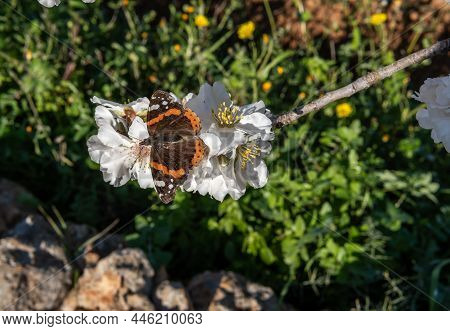 Close-up Of White Blossoms Of An Almond Tree, Prunus Dulcis, With A Queen Butterfly, Danaus Gilippus