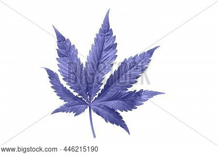 Cannabis Leaf On A White Background Isolated In Purple Tinted Very Peri. Medicinal Marijuana Leaves 