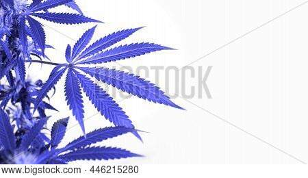 Cannabis Leaf On A White Background Isolated In Purple Tinted Very Peri. Medicinal Marijuana Leaves 
