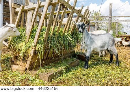 Modern Animal Livestock. Cute Goat Relaxing In Yard On Farm In Summer Day. Domestic Goats Grazing In