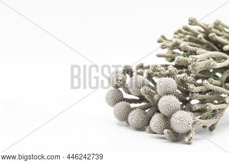 Plants Called Silver Brunia - Can Be Used In The Bouquet With Flowers. A Brunia On The White Backgro
