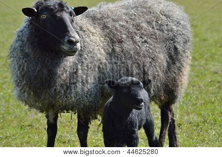 En Gotland tackor och lamm