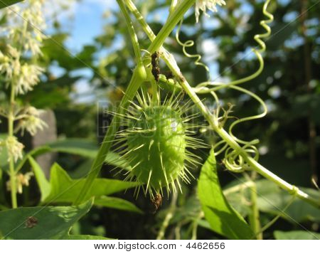 Frutto spinoso di un Hop
