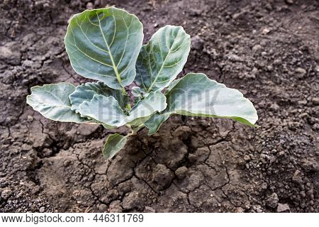 The Growth Of Seedlings Of White Cabbage On Chernozem, Growing In Vegetable Farm. White Cabbage Bush