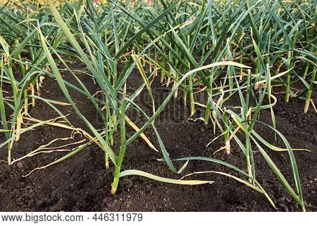 Green Young Garlic Planted In Rows In The Garden In The Countryside. Smooth Rows Of Growing Young Ga