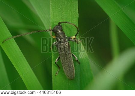 Close Up Of A Longhorn Beetle Which Prefers Grass, Phytoecia Cylindrica