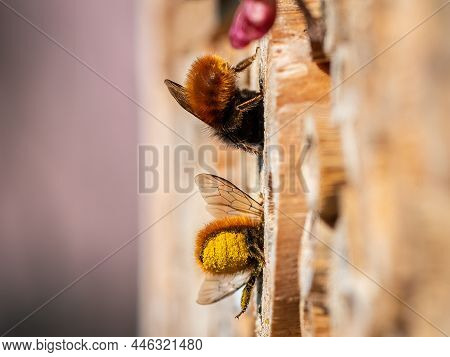 Osmia Wall Bees Sitting On Nesting Aid, Sunny Day In Spring, Vienna (austria)