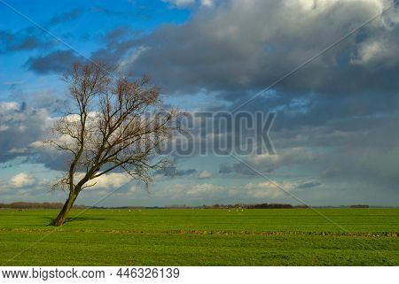 Bended Tree In A Wide Open Landscape Near Sliedrecht
