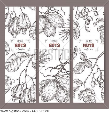 Set Of Three Labels With Pistachio, Coconut Tree And Cashew Nuts Sketch. Culinary Nuts Series.