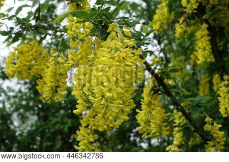 Numerous Yellow Flowers Of Laburnum Anagyroides In May