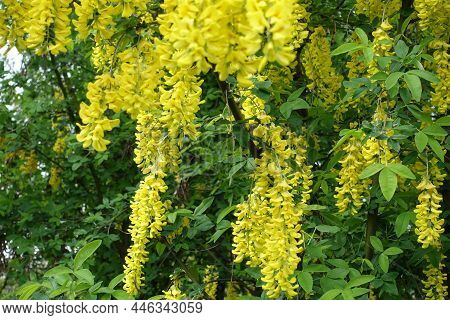 Profusion Of Yellow Flowers Of Laburnum Anagyroides In May